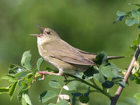 Locustella fluviatilis - Eurasian River Warbler