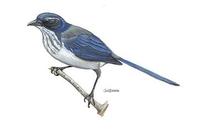 Image of: Aphelocoma californica (western scrub jay)