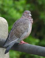 Image of: Columba picazuro (Picazuro pigeon)