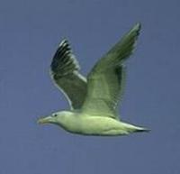 Image of: Larus schistisagus (slaty-backed gull)