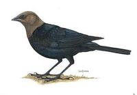 Image of: Molothrus ater (brown-headed cowbird)