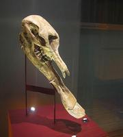 Platybelodon grangeri