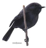 Image of: Petroica traversi (Chatham Island robin)