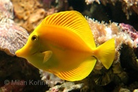 Zebrasoma flavescens - Lemon Sailfin