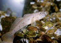 Neogobius melanostomus - Round Goby