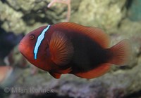 Amphiprion frenatus - Blackback Anemonefish