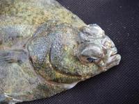 Glyptocephalus cynoglossus - Craig Fluke