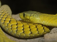 Dendroaspis viridis - West African Green Mamba