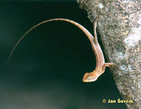 Calotes versicolor - Oriental Garden Lizard