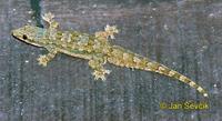 Hemidactylus platyurus - Flat-tailed House Gecko