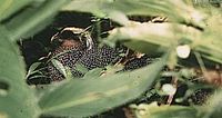 Crested Argus - Rheinardia ocellata