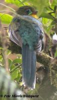 Javan Trogon - Harpactes reinwardtii