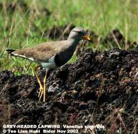 Grey-headed Lapwing - Vanellus cinereus