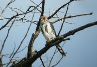 White-rumped Falcon - Polihierax insignis