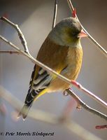 Grey-capped Greenfinch - Carduelis sinica