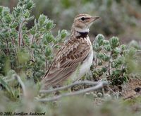 Bimaculated Lark - Melanocorypha bimaculata