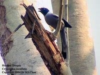 Hooded Treepie - Crypsirina cucullata