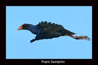 Purple Swamphen