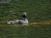 Least Grebe - Tachybaptus dominicus