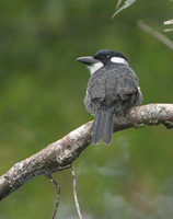 Black-breasted Puffbird (Notharchus pectoralis) photo