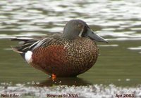 Australian Shoveler - Anas rhynchotis