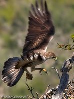Bonelli's Eagle - Aquila fasciatus