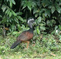 Great Curassow - Crax rubra