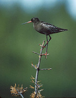 Spotted Redshank (Tringa erythropus) photo