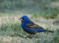 Blue Grosbeak (Guiraca caerulea) photo