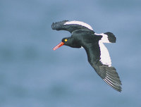 Magellanic Oystercatcher (Haematopus leucopodus) photo