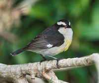 Bananaquit (Coereba flaveola) photo