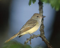Brown-crested Flycatcher (Myiarchus tyrannulus) photo