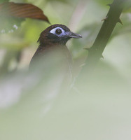 Immaculate Antbird (Myrmeciza immaculata) photo