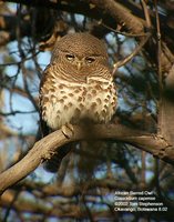 African Barred Owlet - Glaucidium capense