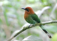 Broad-billed Motmot - Electron platyrhynchum