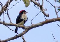 Black-girdled Barbet - Capito dayi