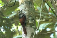 Black-striped Woodcreeper - Xiphorhynchus lachrymosus