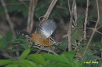 Ferruginous Antbird - Drymophila ferruginea