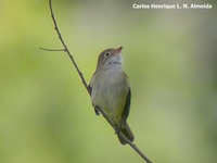 Olivaceous Elaenia - Elaenia mesoleuca