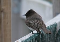 Black Phoebe - Sayornis nigricans