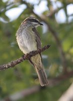 Piratic Flycatcher - Legatus leucophaius