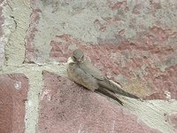 Eurasian Crag-Martin - Ptyonoprogne rupestris