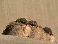 Rock Martin - Ptyonoprogne fuligula