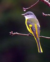 Gray-chinned Minivet - Pericrocotus solaris