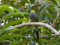 Long-tailed Silky-flycatcher - Ptilogonys caudatus