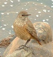 Sentinel Rock-Thrush - Monticola explorator