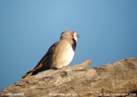 Crested Bellbird - Oreoica gutturalis