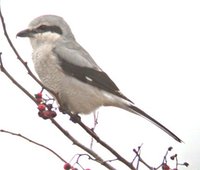 Northern Shrike - Lanius excubitor