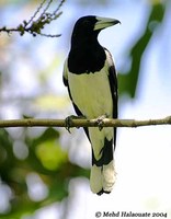 Hooded Butcherbird - Cracticus cassicus