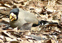 Japanese Grosbeak - Eophona personata